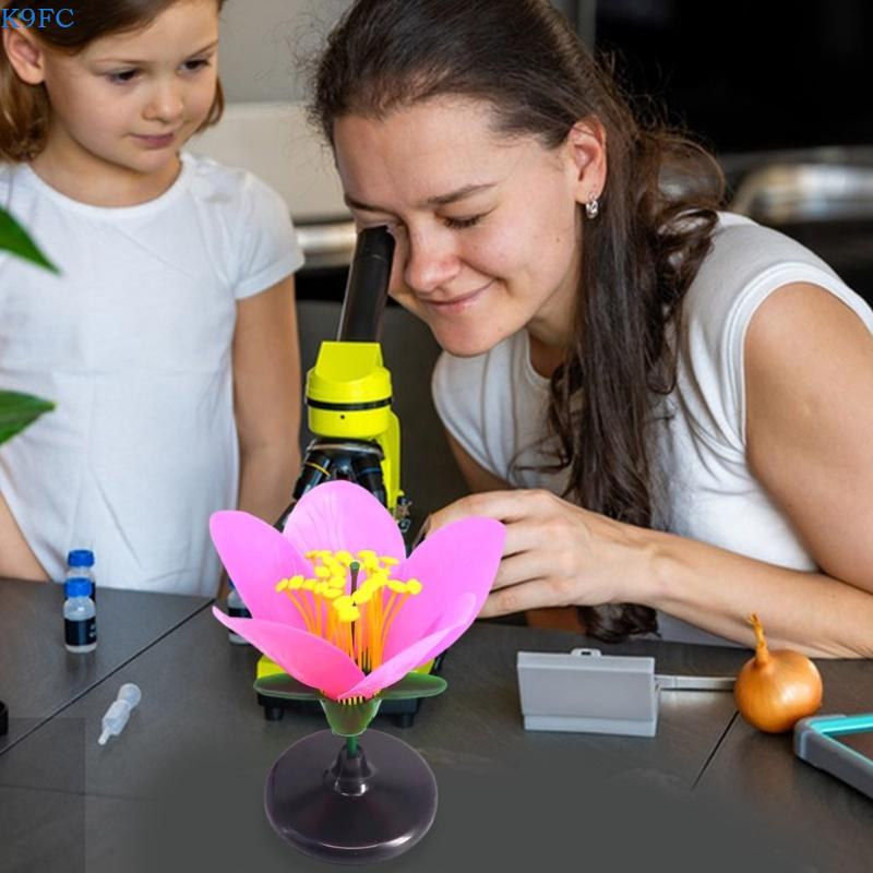 Modelo enseñanza plantas reali - Science Exhibition Models reseña y precio